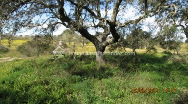 Cáceres - Arroyo de la Luz - 8200m2