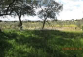 Terreno no urbanizable en venta en la España, Arroyo de la Luz, ref: TR115685 foto