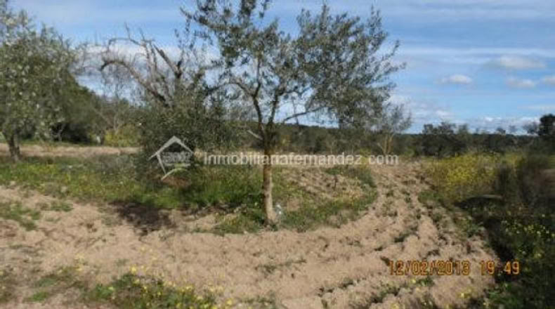 Cáceres - Arroyo de la Luz - 8200m2