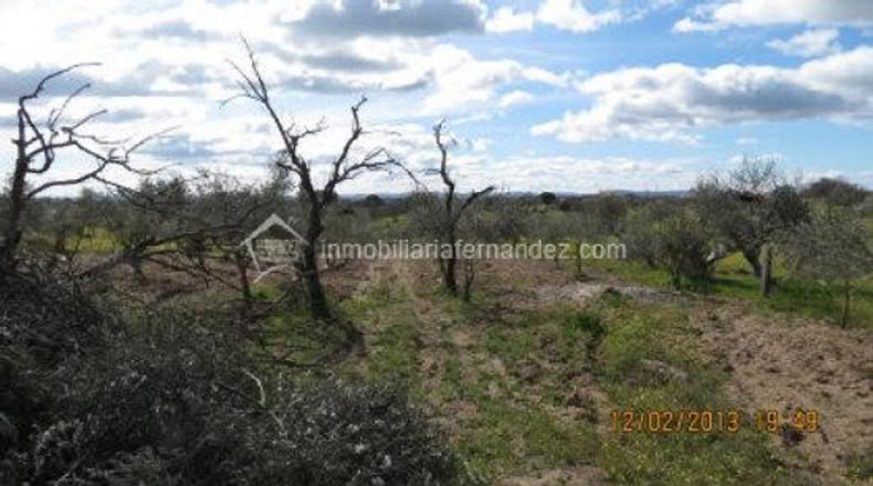 Cáceres - Arroyo de la Luz - 8200m2