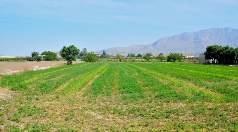 Múrcia - Santomera - 3000m2