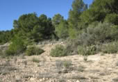 Terreny no urbanitzable en venda a la España, Monòver, ref.: TR141668 foto
