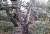 Land suitable for development for sale on España, Cáceres, ref: TR143527 photo