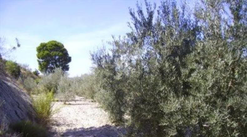Múrcia - Calasparra - 6708m2
