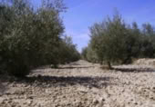 Terreny no urbanitzable en venda a la España, Calasparra, ref.: TR119432 foto