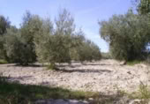 Terreny no urbanitzable en venda a la España, Calasparra, ref.: TR119432 foto