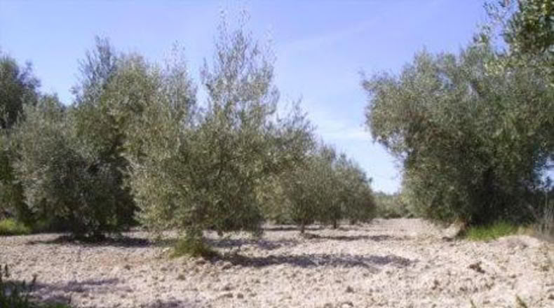 Múrcia - Calasparra - 6708m2