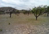 Terreny no urbanitzable en venda a la España, Calasparra, ref.: TR119455 foto