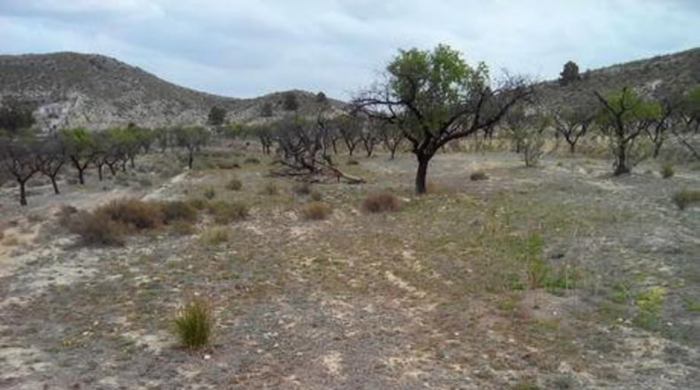 Múrcia - Calasparra - 5000m2