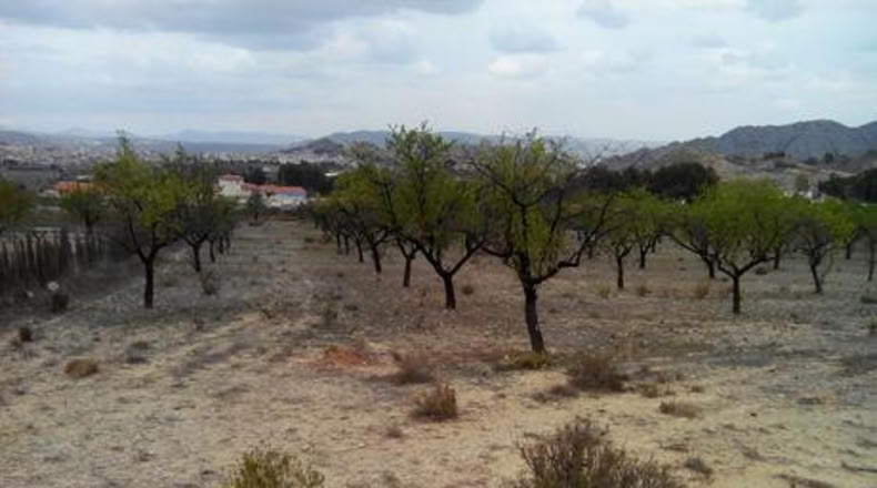 Múrcia - Calasparra - 5000m2