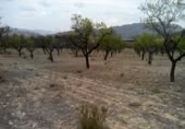Terreny no urbanitzable en venda a la España, Calasparra, ref.: TR119455 foto