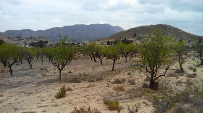 Múrcia - Calasparra - 5000m2