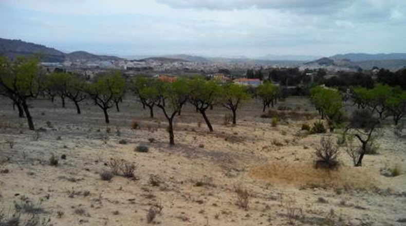 Múrcia - Calasparra - 5000m2