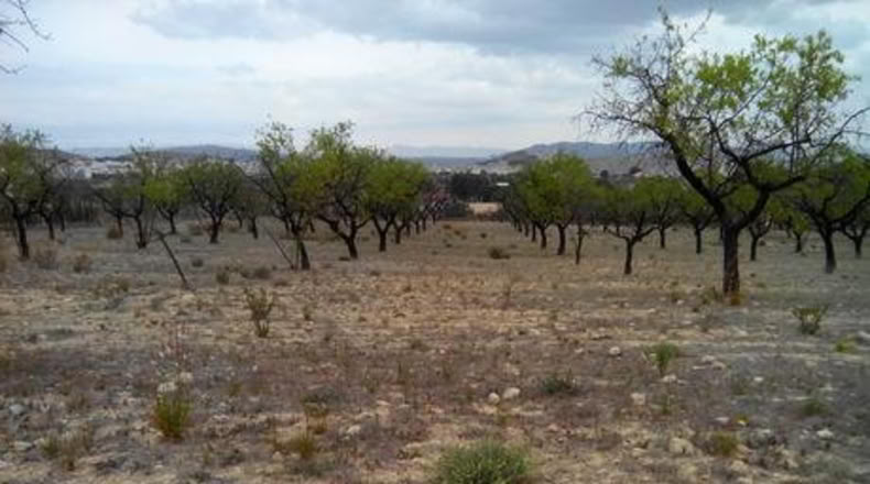 Múrcia - Calasparra - 5000m2