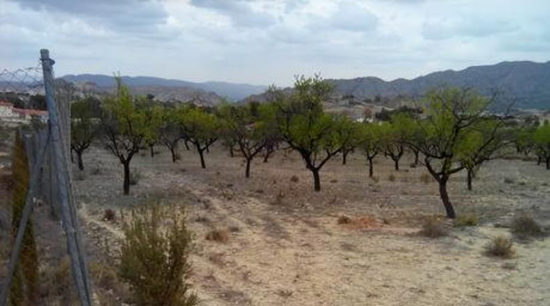 Múrcia - Calasparra - 5000m2