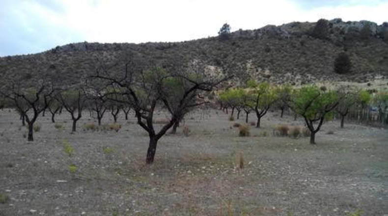 Múrcia - Calasparra - 5000m2