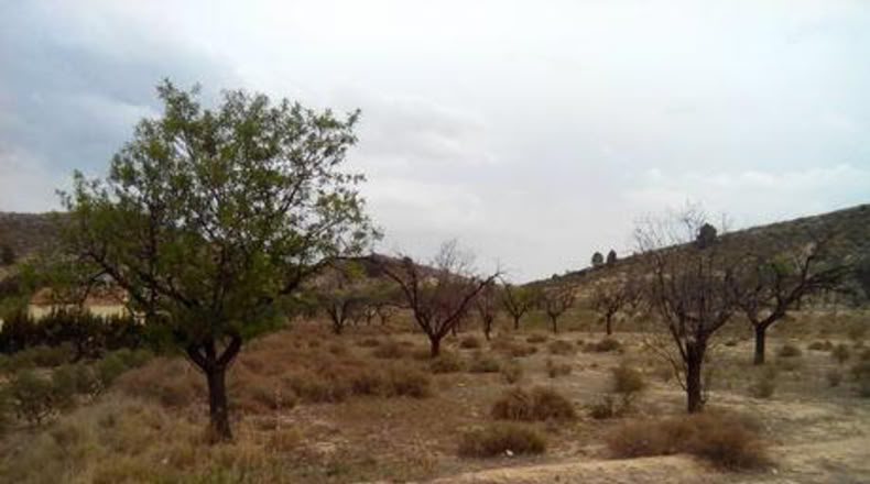 Múrcia - Calasparra - 5000m2