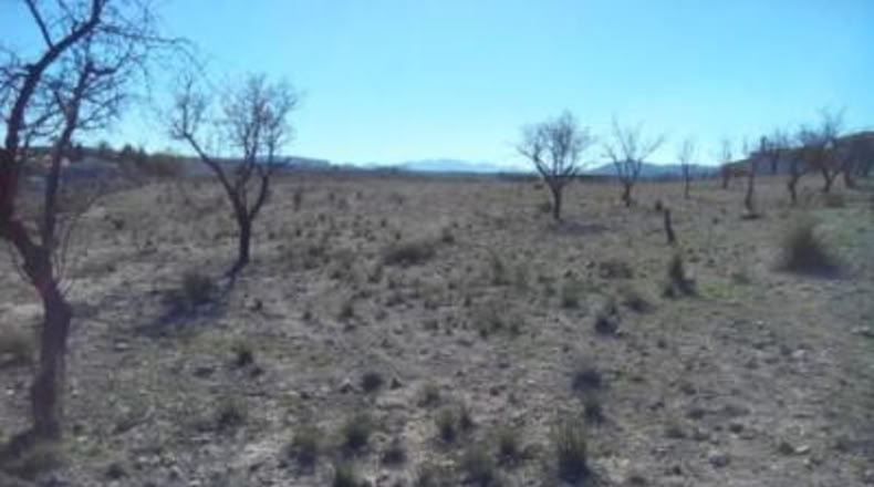 Múrcia - Calasparra - 5300m2