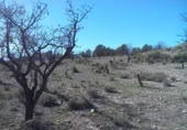Terreny no urbanitzable en venda a la España, Calasparra, ref.: TR119464 foto