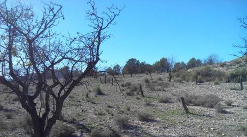 Múrcia - Calasparra - 5300m2
