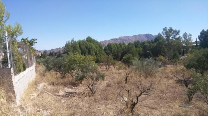Múrcia - Calasparra - 5000m2