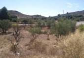 Non-developable land for sale on España, Calasparra, ref: TR119484 photo