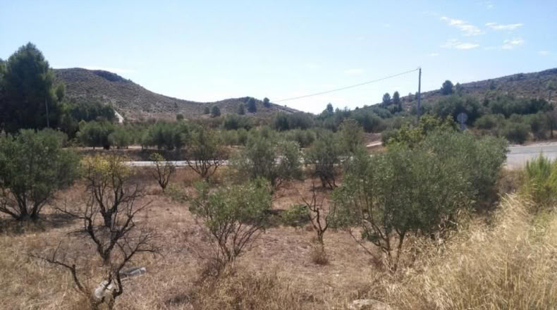 Múrcia - Calasparra - 5000m2