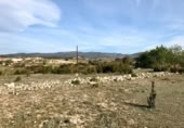 Parcel·la urbanitzable en venda a la España, Sant Jaume dels Domenys, ref.: TR239180 foto
