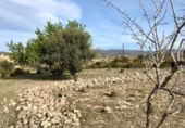 Parcel·la urbanitzable en venda a la España, Sant Jaume dels Domenys, ref.: TR239180 foto