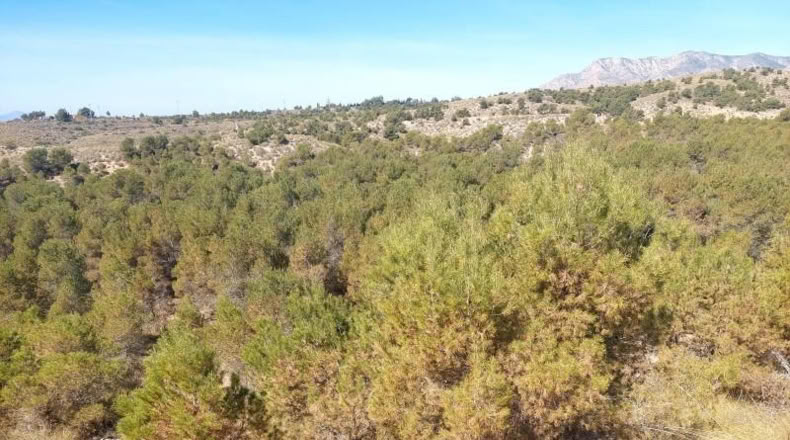 Alicante - Crevillente - 6000m2
