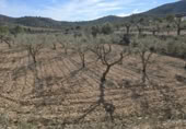 Terreny no urbanitzable en venda a la España, el Fondó de les Neus, ref.: TR218664 foto