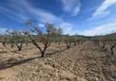 Terreny no urbanitzable en venda a la España, el Fondó de les Neus, ref.: TR218664 foto
