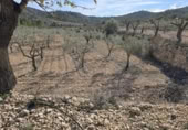 Terreny no urbanitzable en venda a la España, el Fondó de les Neus, ref.: TR218664 foto
