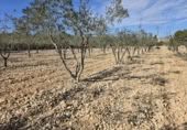 Terreny no urbanitzable en venda a la España, el Fondó de les Neus, ref.: TR218664 foto