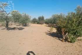 Almonte 15000&nbsp;m²