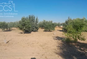 Almonte 15000&nbsp;m²