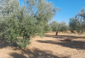 Almonte 15000&nbsp;m²