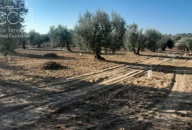 Almonte 15000&nbsp;m²