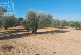 Almonte 15000&nbsp;m²
