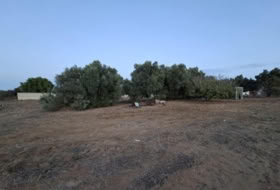 Chiclana de la Frontera 1700&nbsp;m² 