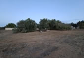 Terreny no urbanitzable en venda a la España, Chiclana de la Frontera, ref.: TR361424 foto