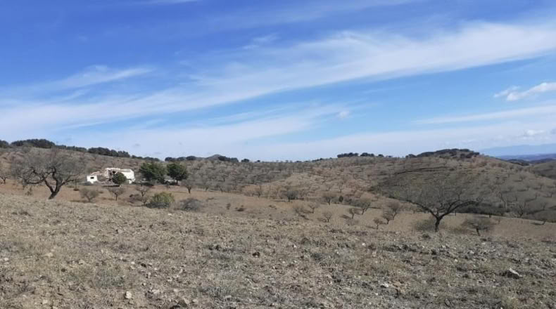 Almería - Vélez-Rubio - 41801m2