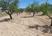 Non-developable land for sale on España, Monóvar, ref: TR129222 photo