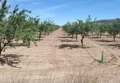 Non-developable land for sale on España, Monóvar, ref: TR129222 photo