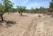 Non-developable land for sale on España, Monóvar, ref: TR129222 photo