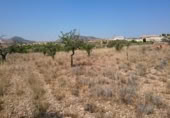Parcel·la urbanitzable en venda a la España, el Fondó de les Neus, ref.: TR130311 foto