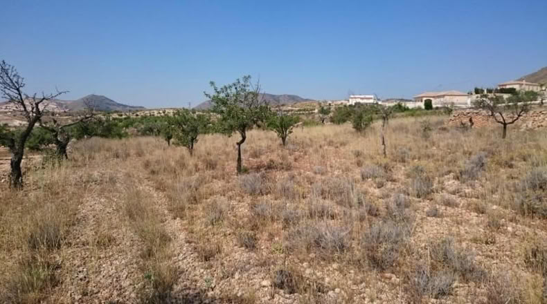 Alicante - Hondón de las Nieves - 10000m2