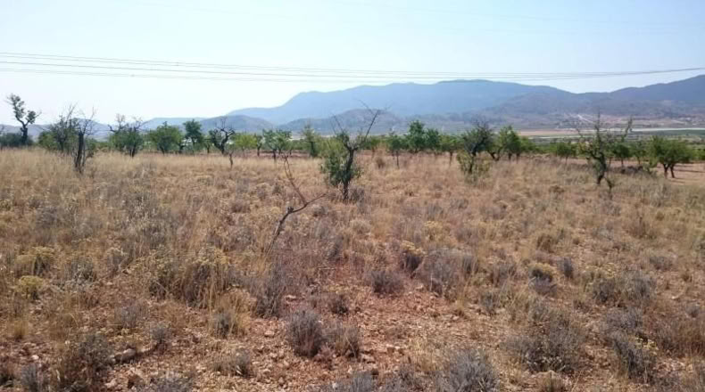 Alicante - Hondón de las Nieves - 10000m2