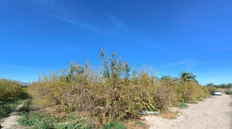 Alicante - Albatera - 5500m2