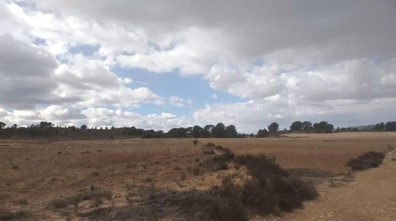 Murcia - Jumilla - 26000m2